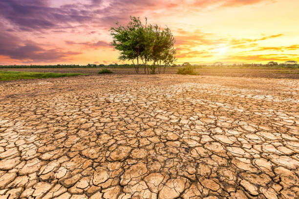 istock Brown dry soil or cracked ground texture and green tree on orange sunset sky background. 1211918909