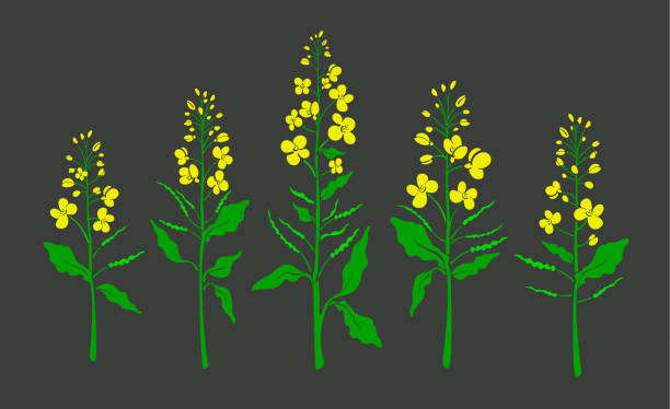 illustrations, cliparts, dessins animés et icônes de canola, moutarde. plante de couleur de vecteur. ensemble organique - mustard flower