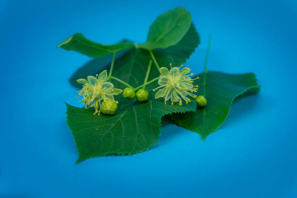 Detail of linden blossoms and leaves on a blue background