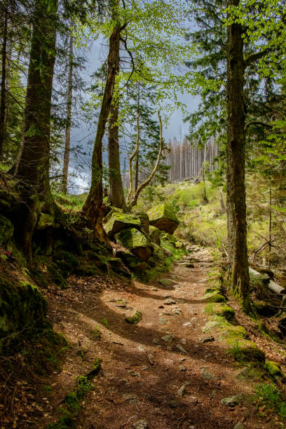 istock Ascending hiking path with rocks at the wild and romantic 