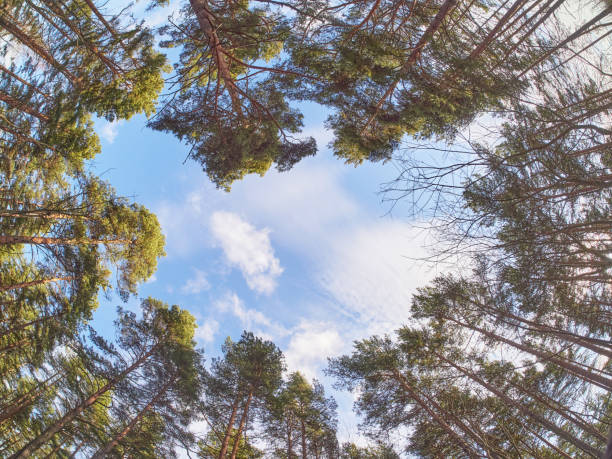 istock pines from bottom to top in the forest. Spring 1211922901