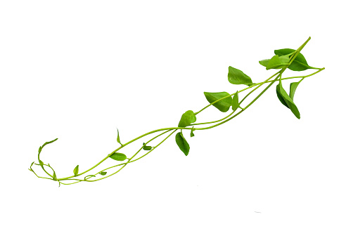 Heart shaped green leaves twisted Binahong plant for herbal medicine isolated on white background with clipping path included Floral Desaign. HD Image and Large Resolution. can be used as wallpaper, real zise