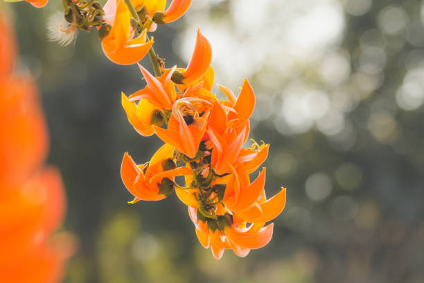 istock flower in nature background 1211923951