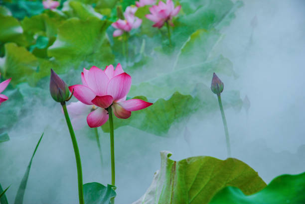 Beautiful lotus in hometown in summer