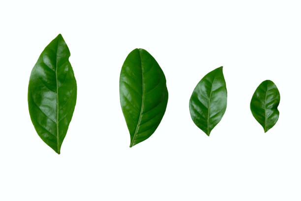 istock Arabica robusta coffee leaf isolated on white background 1211924082