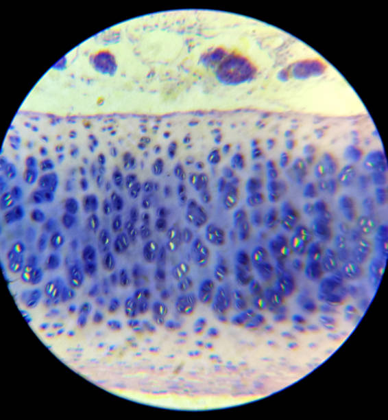 Human Tibia Cells Under Microscope Stock Photo - Download Image Now -  Microscope, Bone, Animal - iStock