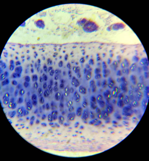 Human Tibia Cells Under Microscope Stock Photo - Download Image Now - Microscope, Bone, Animal - iStock Human Tibia Cells Under Microscope Stock Photo - Download Image Now - Microscope, Bone, Animal - iStock