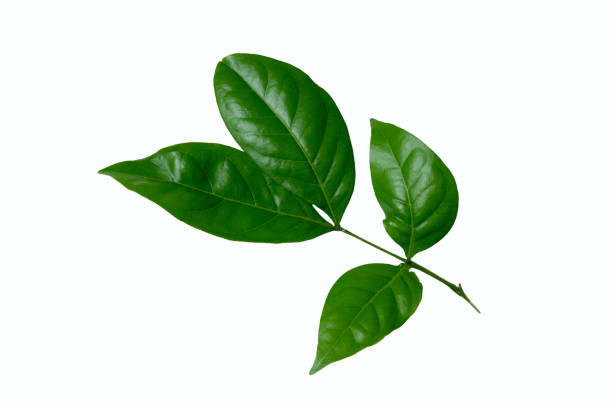istock Arabica robusta coffee leaf isolated on white background 1211924090
