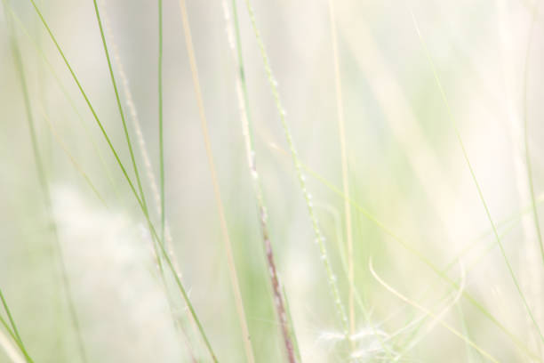 istock the nature abstract background 1211924141