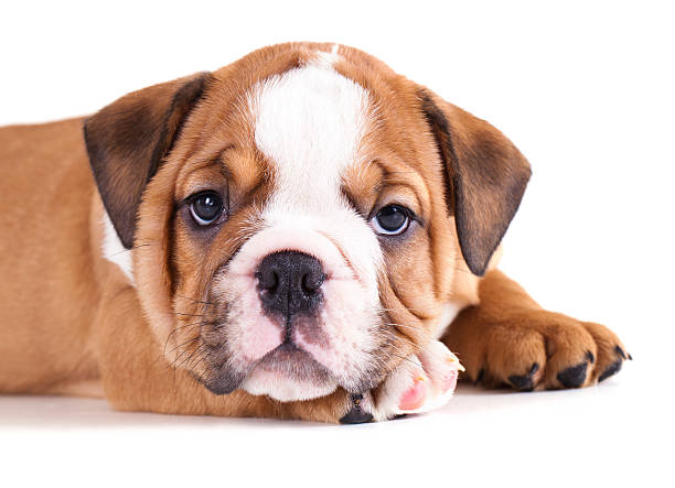 istock puppy english Bulldog 121192436