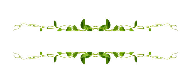 Heart shaped green leaves twisted Binahong plant for herbal medicine isolated on white background with clipping path included Floral Desaign. HD Image and Large Resolution. can be used as wallpaper, real zise uva bush o cayratia de vid silvestre de tres desestas (cayratia trifolia) arbusto de la planta de liana ivy, borde de la selva marco natural, aislado en fondo blanco con camino de recorte incluido. desaign floral. imagen hd y resolución grande. se puede u