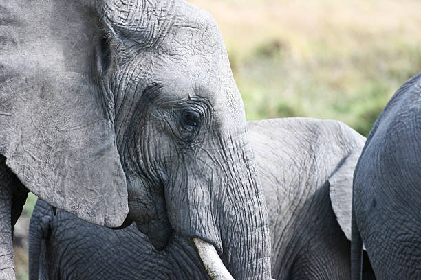 istock Close-up of elephant's head 121192519