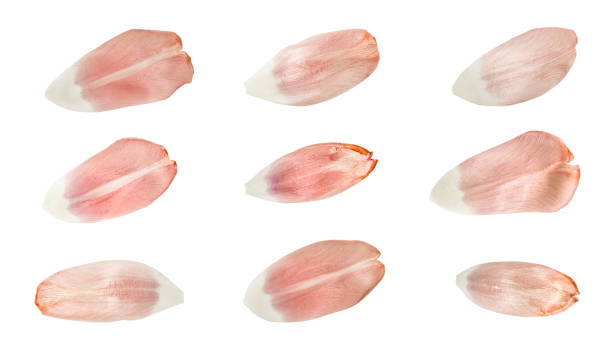 istock Tulip petals - texture for modeling - isolated on white background 1211925209