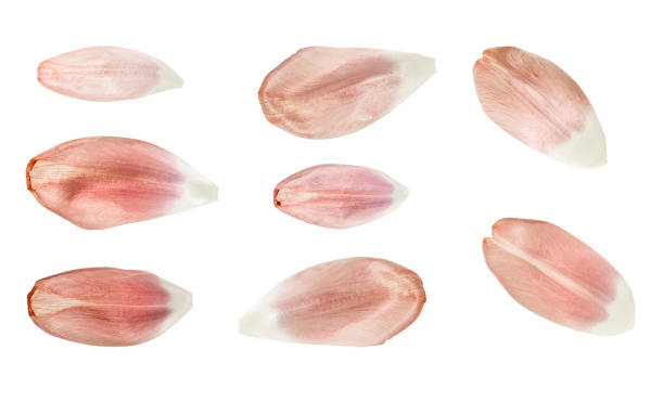istock Tulip petals - texture for modeling - isolated on white background 1211925282