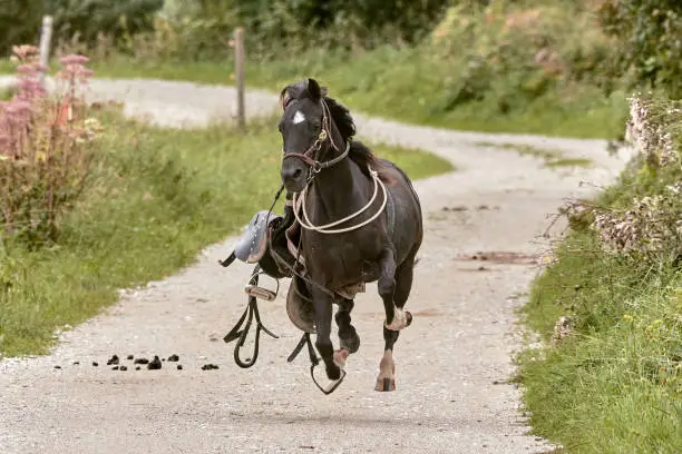 Escaped horse with saddle,rein and bridle runs fast on a dirt road. Brown stallion ran away in a rural area near Fuessen in Bavaria, Germany.