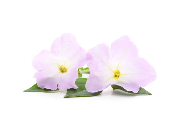 istock Bouquet of purple petunia. 1211926143