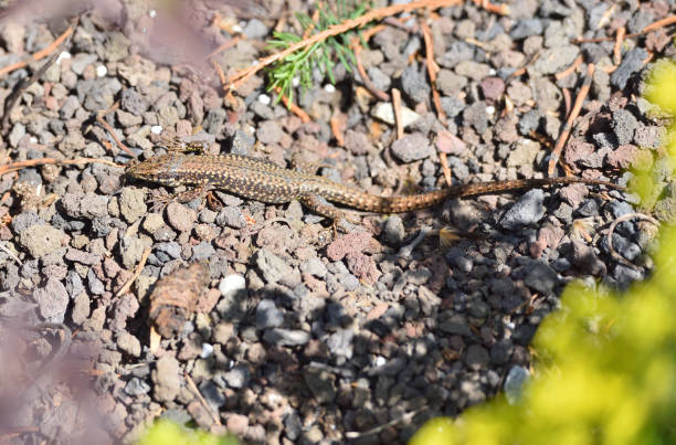 istock A beautiful little lizard stands on pebbles in a home garden 1211926344