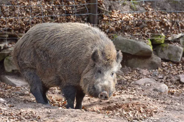 Wild boar with brown wool in a special corral with a fence