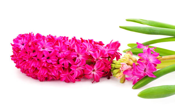 istock Gentle pink hyacinth. 1211926411