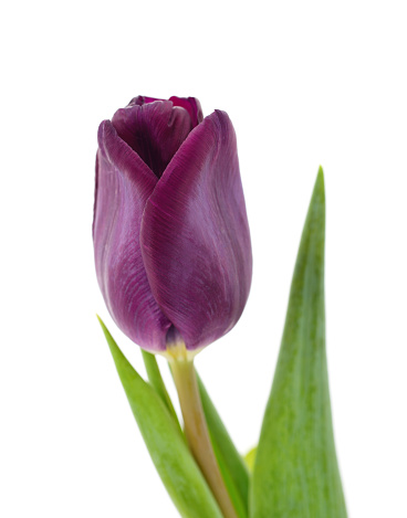 One claret tulip isolated on a white background.