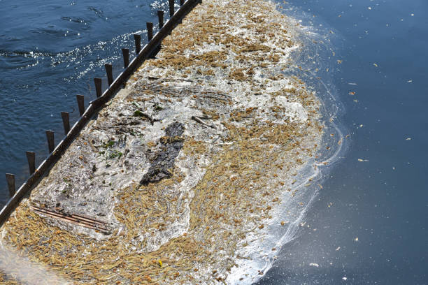 istock Special river blockage that traps debris and dirt 1211926465