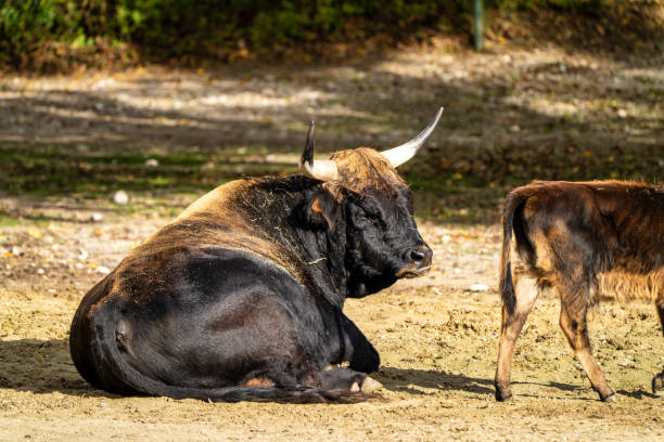 istock Heck cattle, Bos primigenius taurus or aurochs in the zoo 1211926637