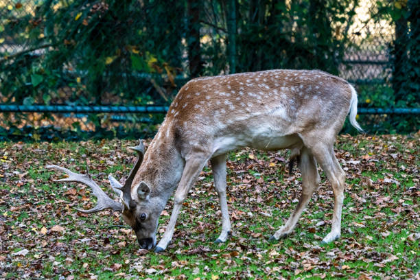 Graceful red deer Relaxing Among Trees in Natural Habitat