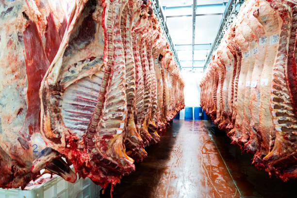Fresh red meat hanging in slaughterhouse Meat hanging in row at storage room. Fresh carcasses are in slaughterhouse. Interior of food processing plant. meat packing industry photos stock pictures, royalty-free photos & images