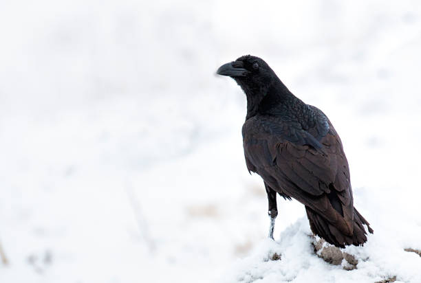 istock Common raven winter photography 1211928920