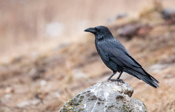 istock Common raven winter photography 1211928958
