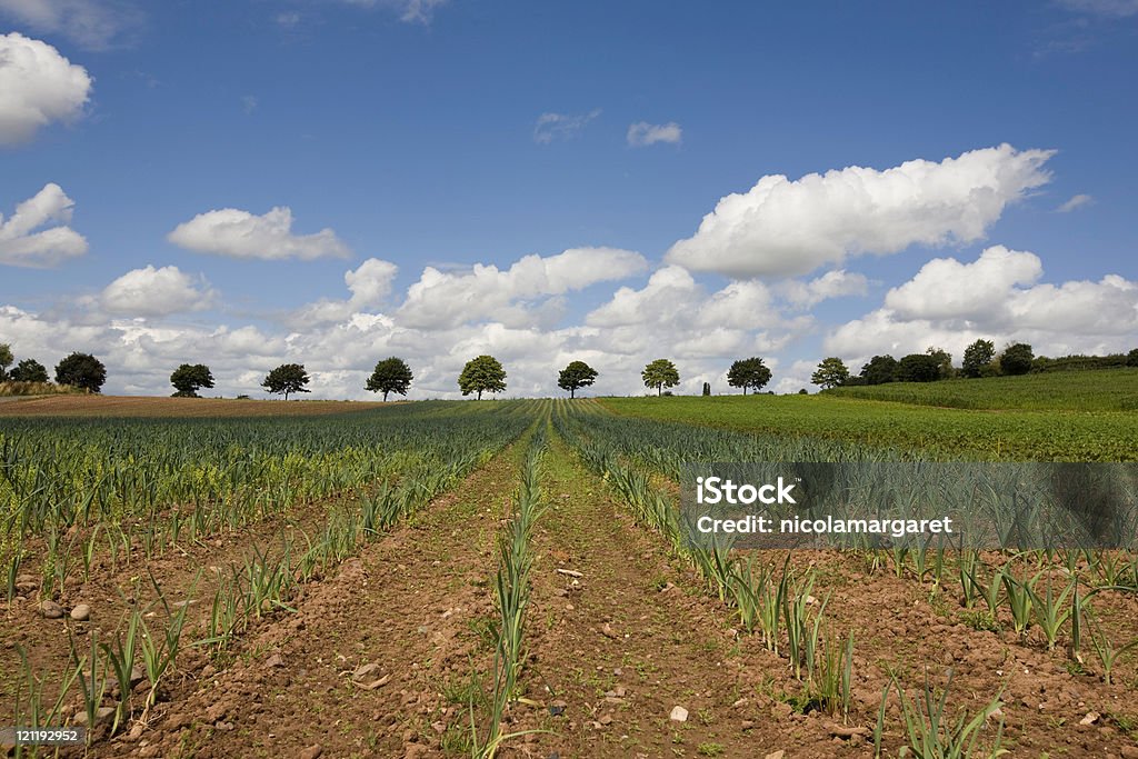 Farm:  field of onion plants  Agricultural Field Stock Photo