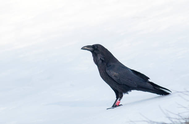 istock Common raven winter photography 1211929554