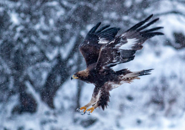 istock Action photography of Golden Eagle 1211929665