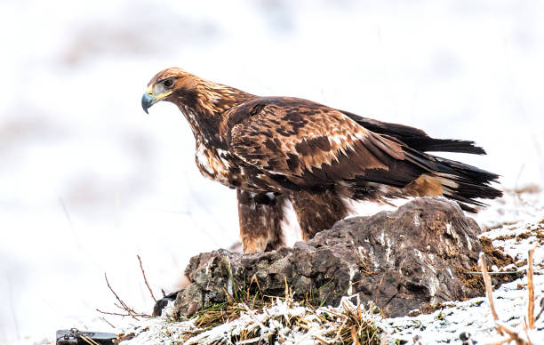 istock Action photography of Golden Eagle 1211929752