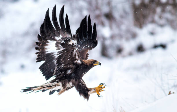 istock Action photography of Golden Eagle 1211930000