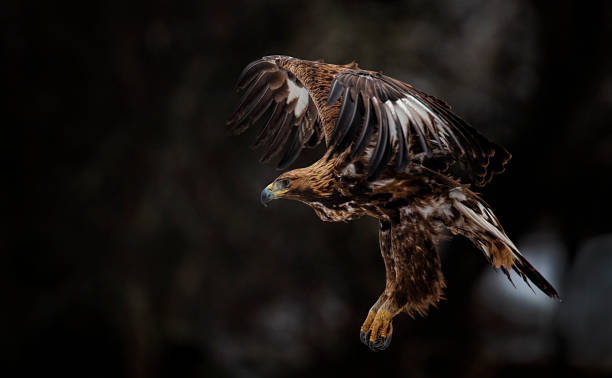 fotografía de acción de golden eagle - aguila real fotografías e imágenes de stock