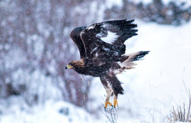 istock Action photography of Golden Eagle 1211930117