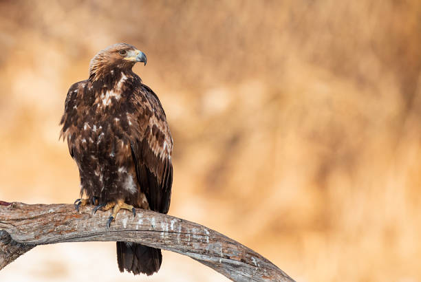 istock Action photography of Golden Eagle 1211931097