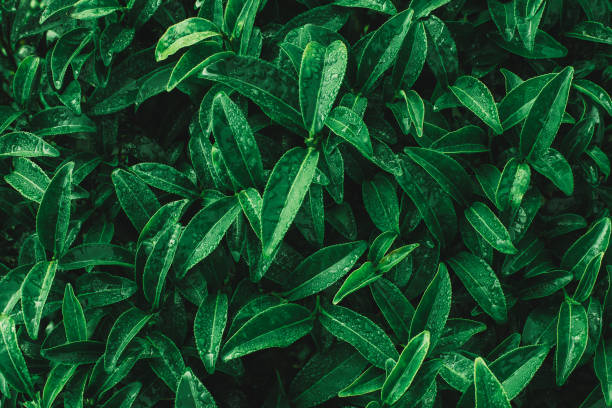 istock green leaves for background and wallpaper 1211931734