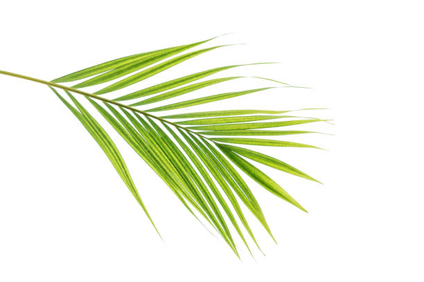 istock green leaves for background and wallpaper 1211931753