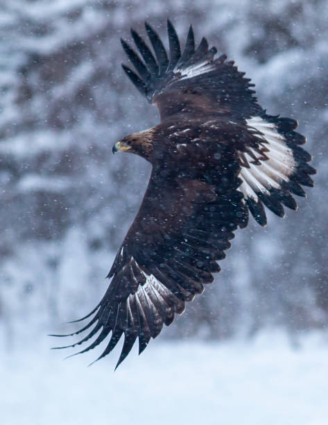 istock Action photography of Golden Eagle 1211931948