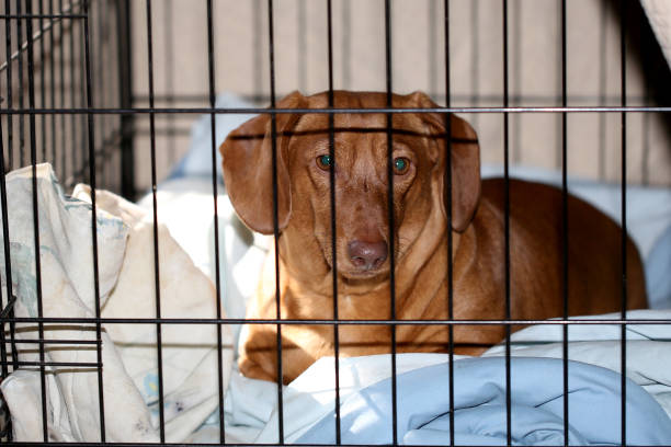 istock Dachshund dog in kennel 1211932048
