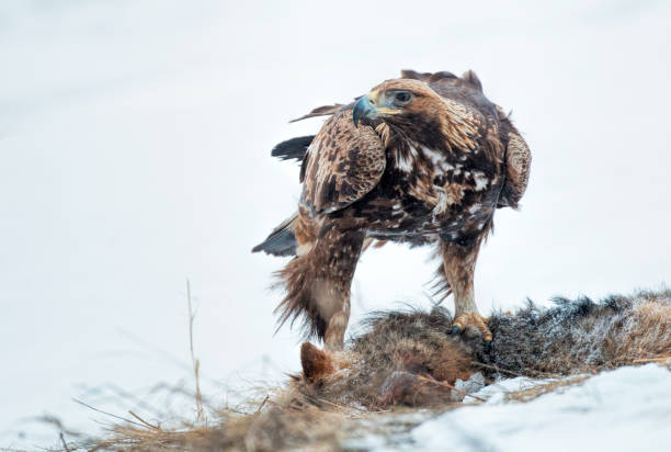 istock Action photography of Golden Eagle 1211932084