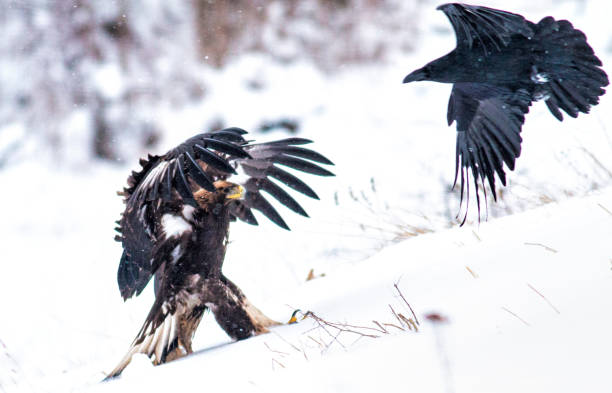 istock Action photography of Golden Eagle 1211932105