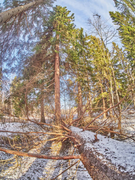 istock in the spruce forest in winter 1211932781