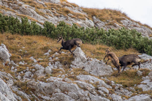 istock Two chamoises on a mountain pasture 1211933417
