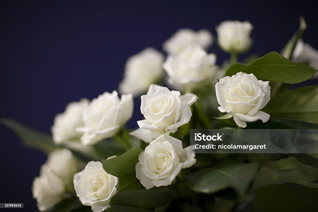White Rose viola su - Foto stock royalty-free di Funerale