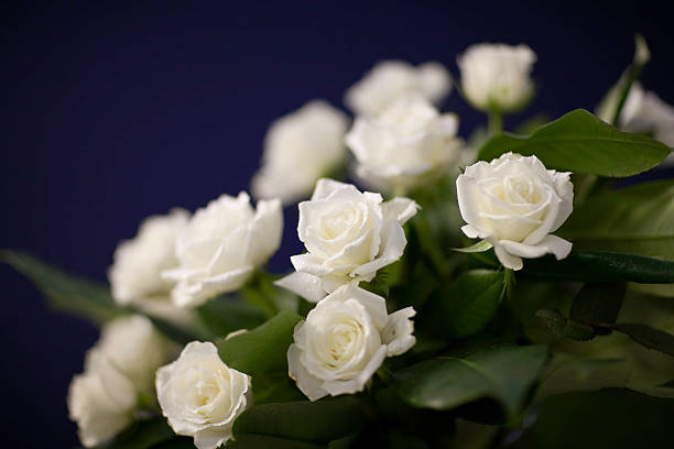 rosas em branco roxo - white rose flower imagens e fotografias de stock