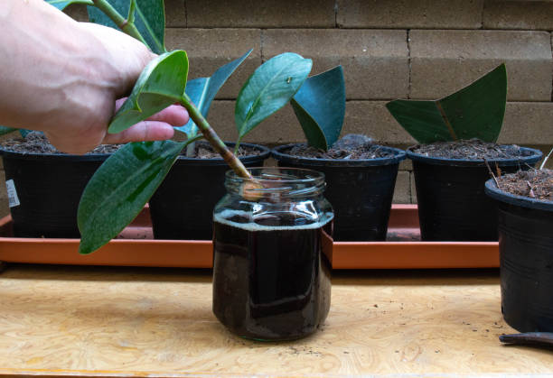 istock How To Start A Rubber Tree Plant: Propagation Step 3. rubber plant branches into the Roots Excelurator 1211937031