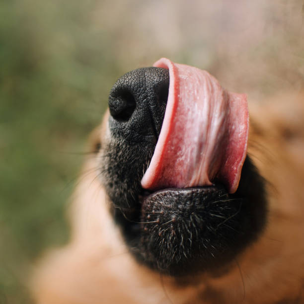 funny mixed breed dog licks nose, close up